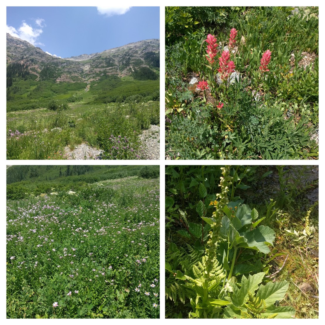 IMG_20180728_123114-COLLAGE