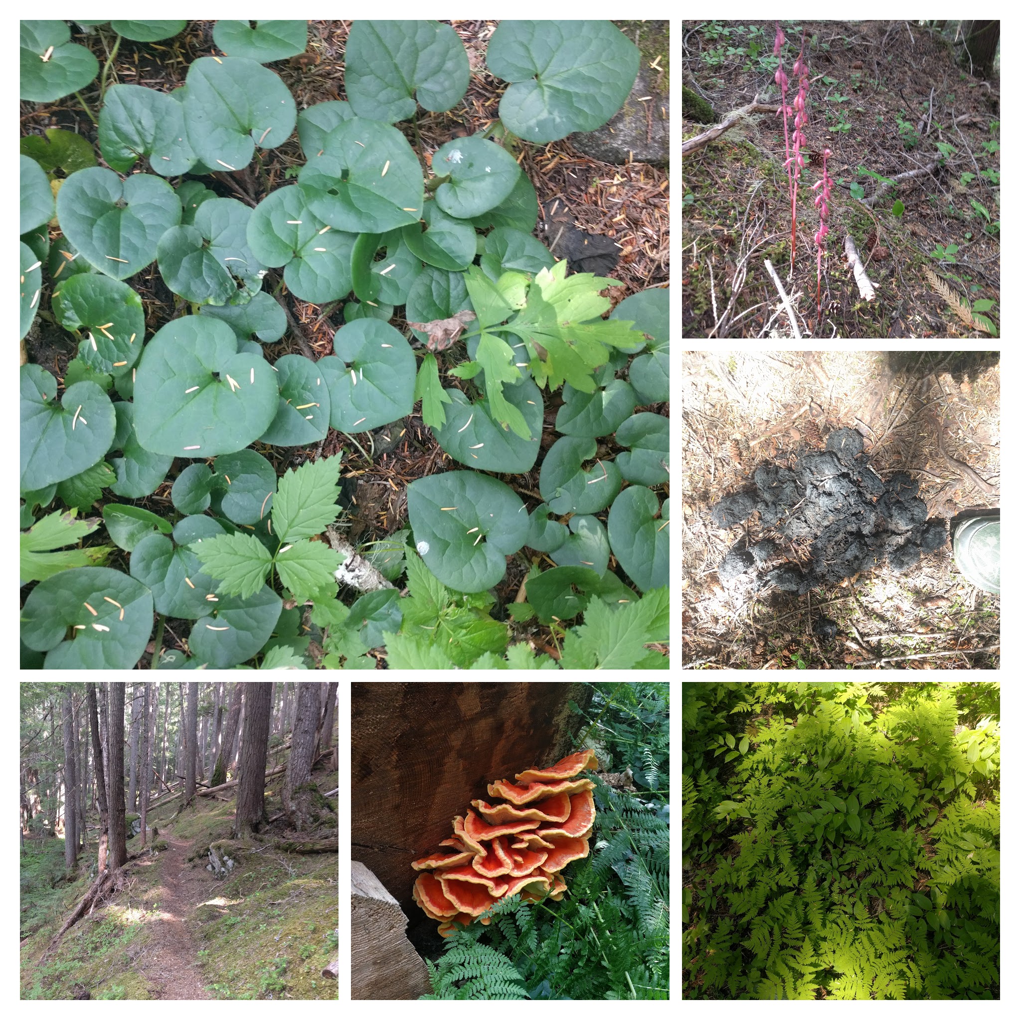 IMG_20180728_135223-COLLAGE