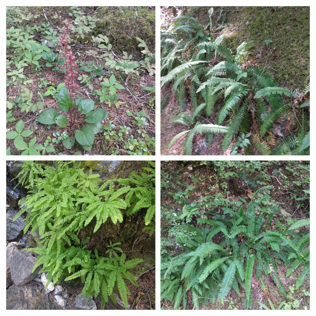 IMG_20180729_101923-COLLAGE