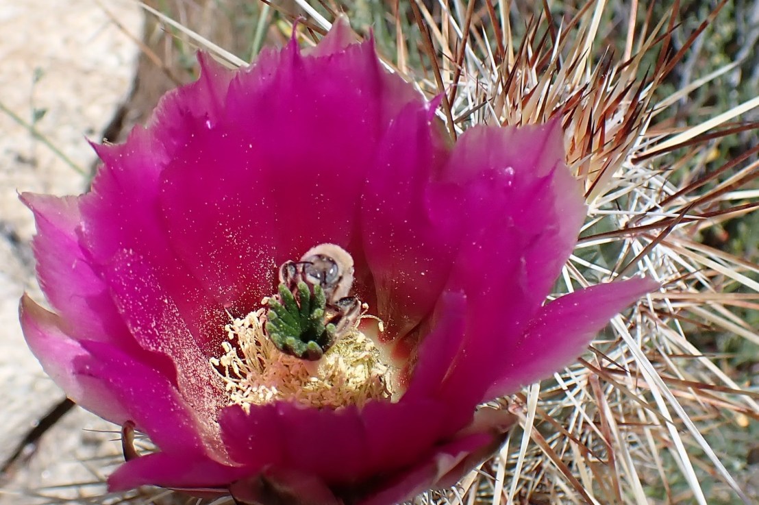 Day 4 Hiking PCT Section A SoCal April,&nbsp;2022